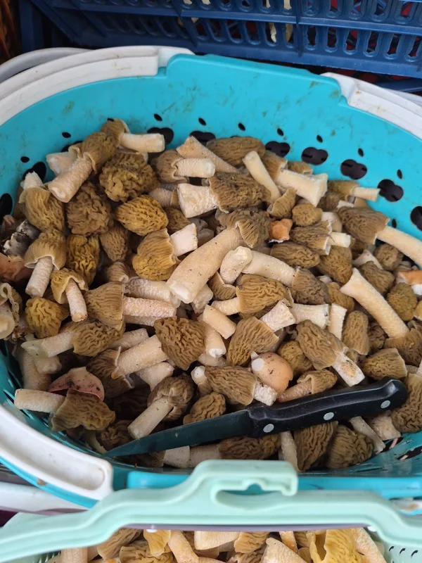 Сморчковая шапочка