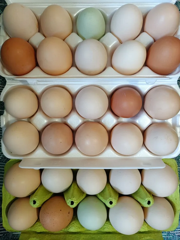 Куриные яйца