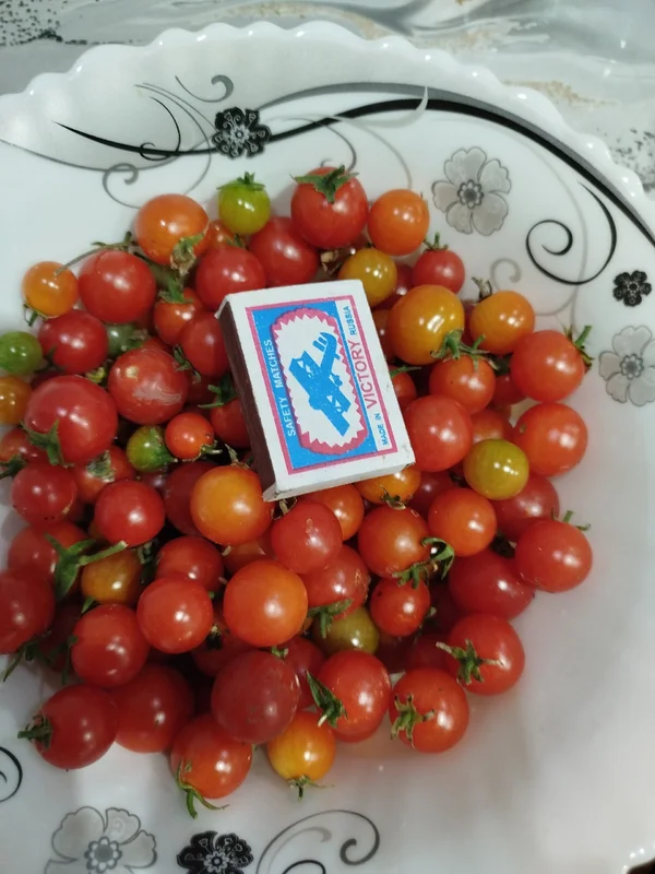 Чеснок