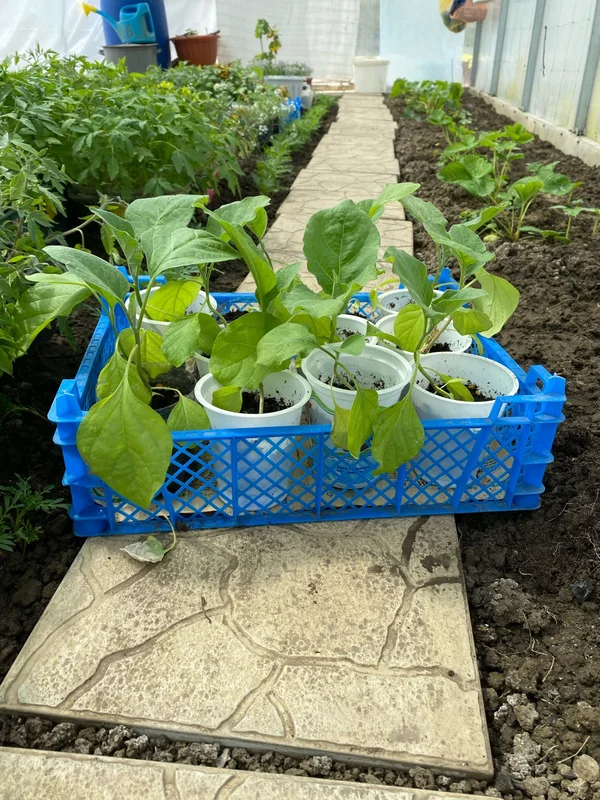 Куриные яички