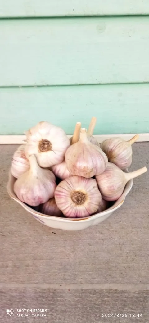 Картофель