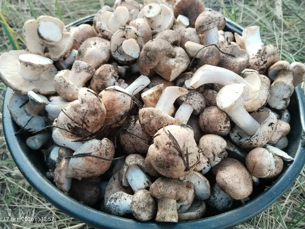 Рядовка сосновая (молодая)