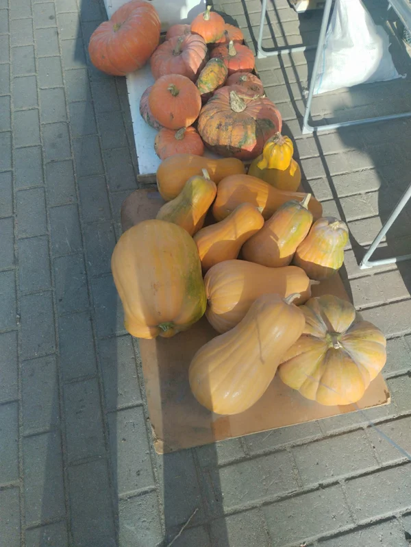 Тыква