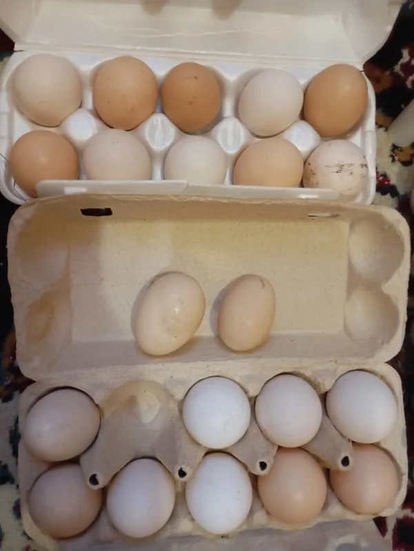 Яйца куриные домашние мелкие