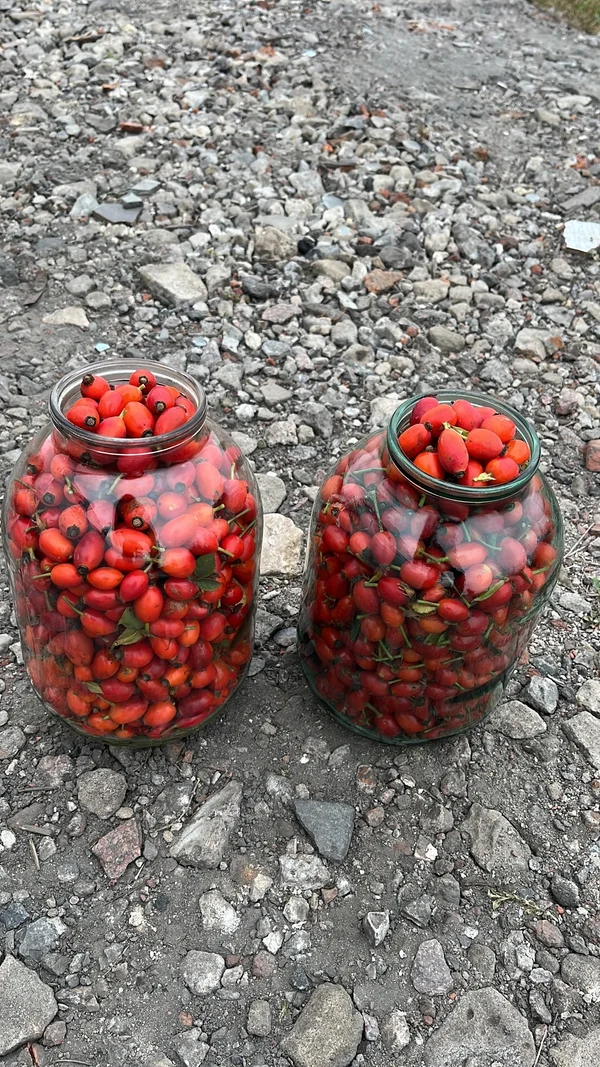 Шиповник