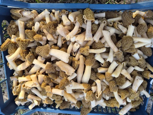 Сморчковая шапочка