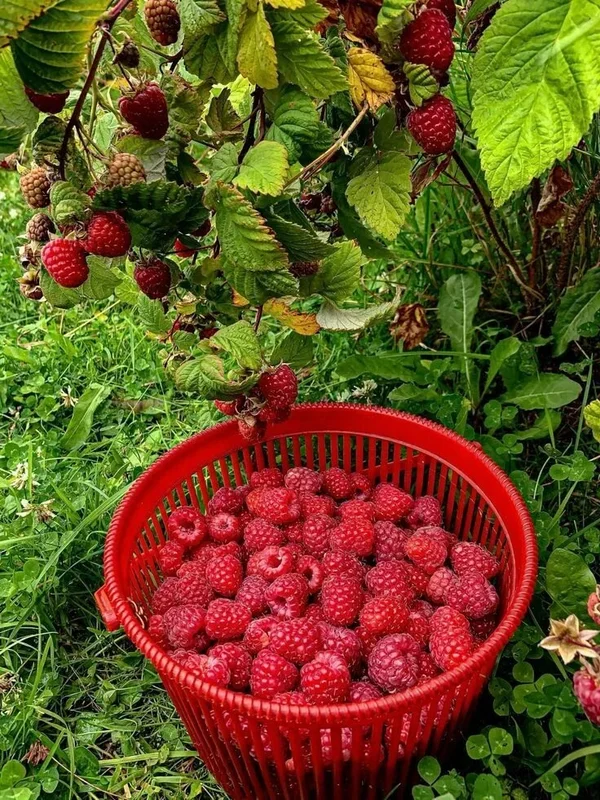 Малина