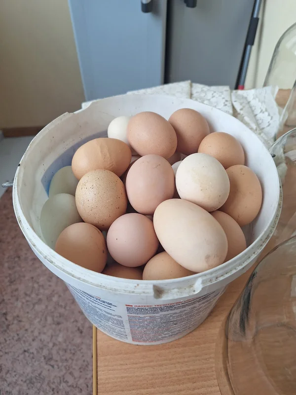 Яйца куриные