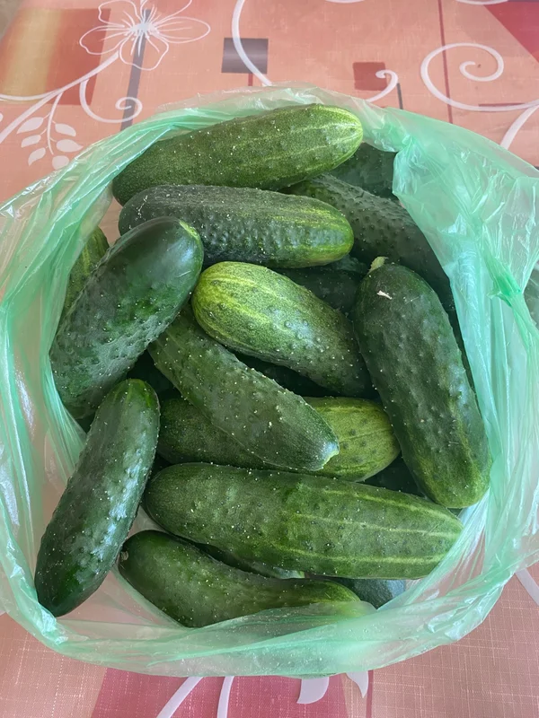 Огурцы