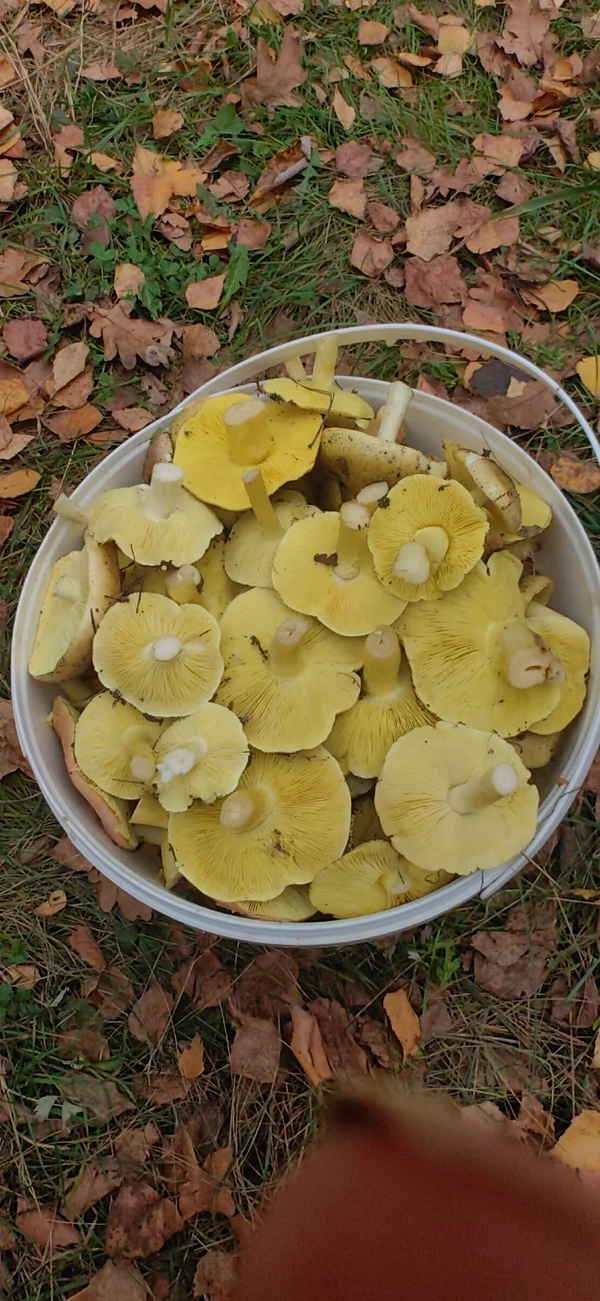 Зеленушки