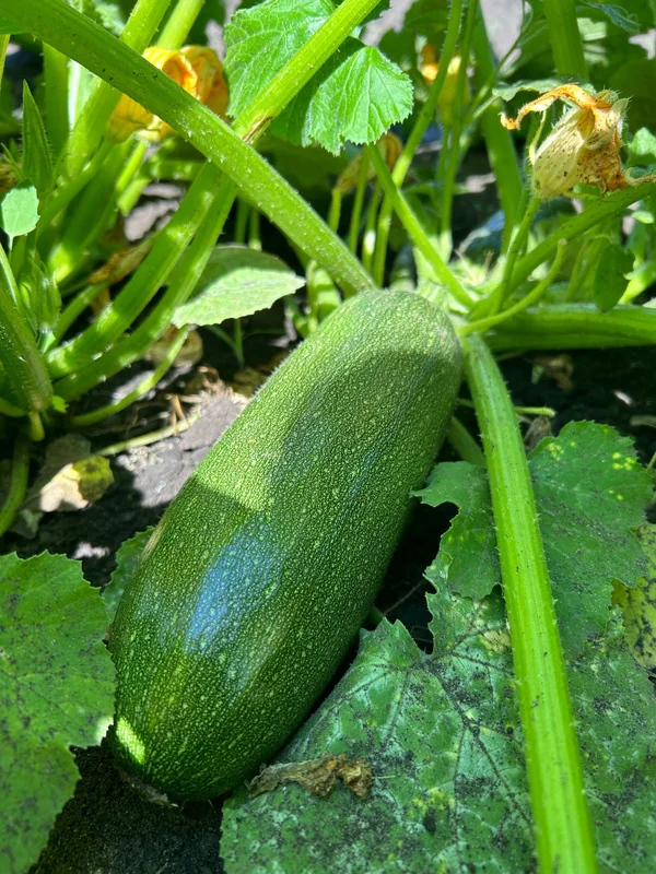 Кабачки