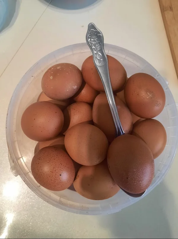Домашнее яйцо