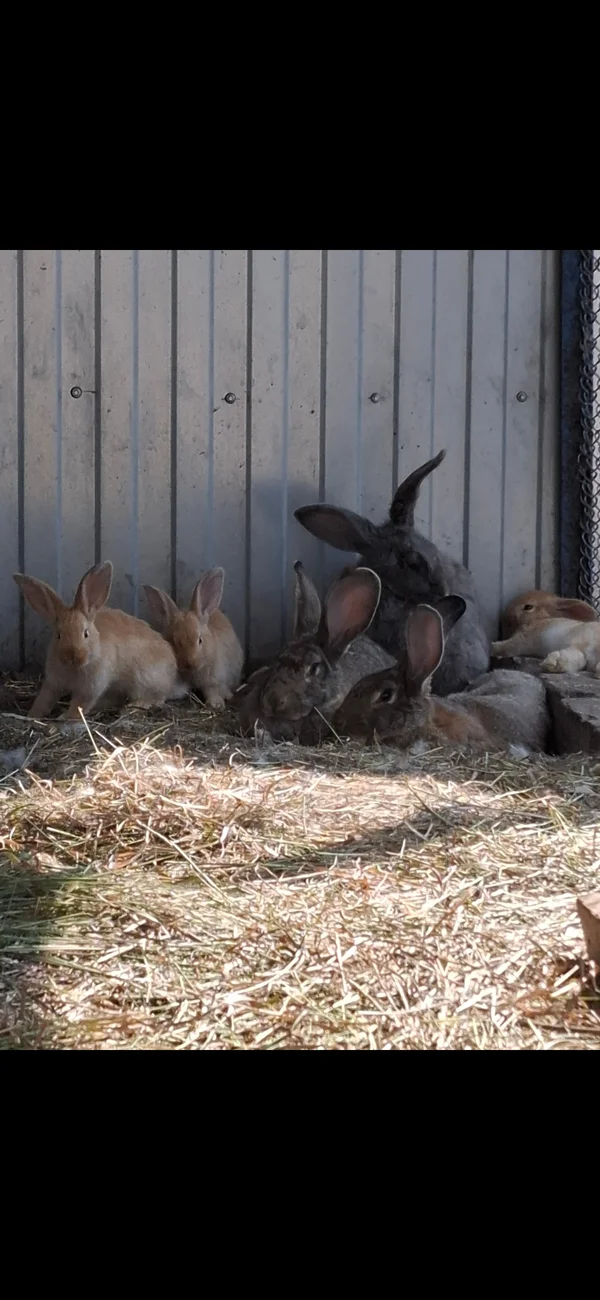 Мясо домашних кроликов