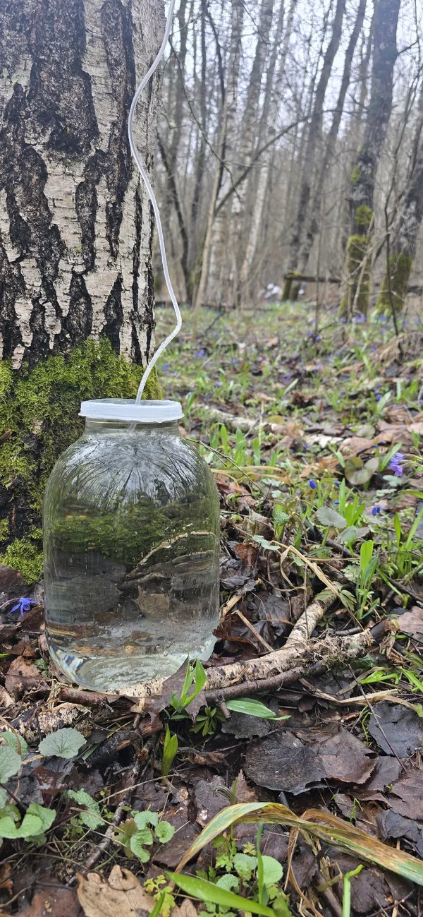 Березовый сок