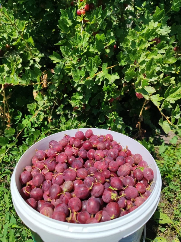 Крыжовник