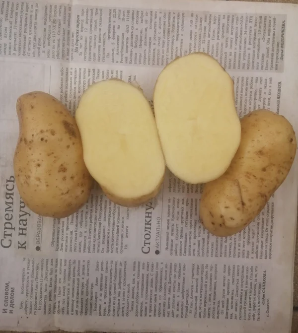 Картофель