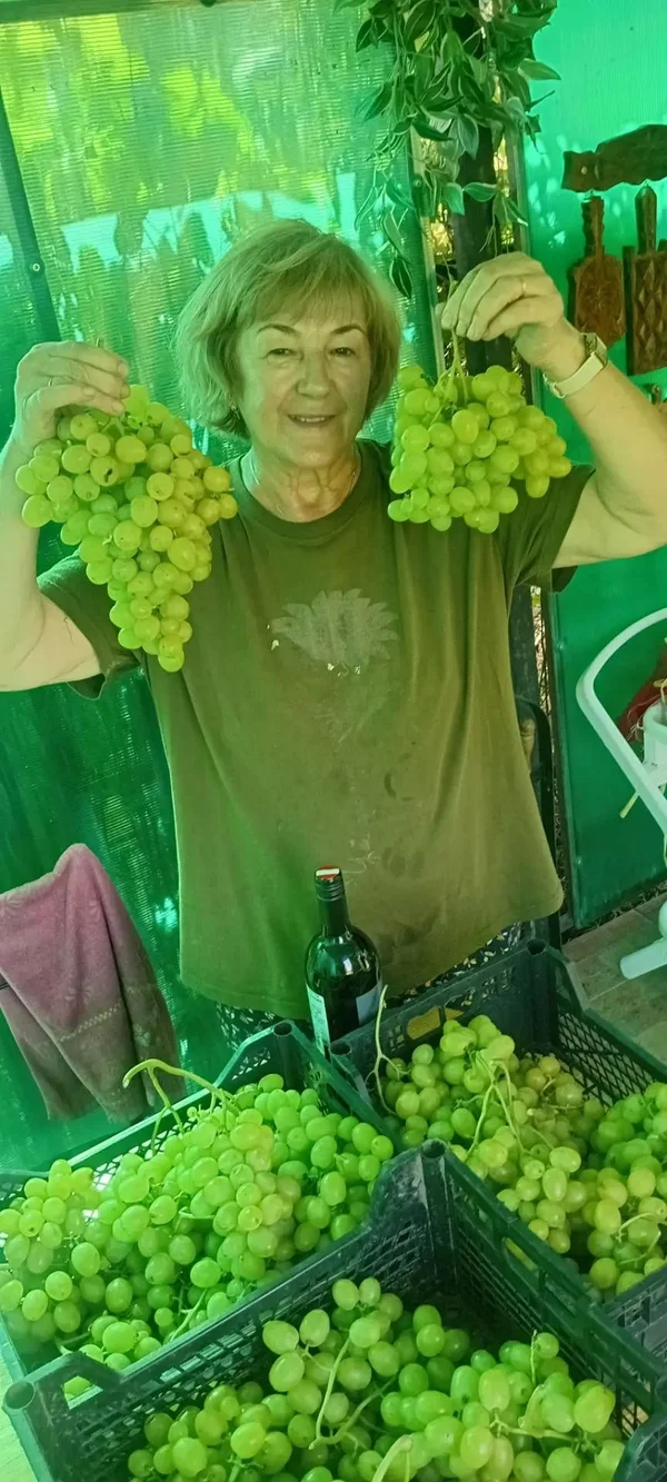 Виноград столовый