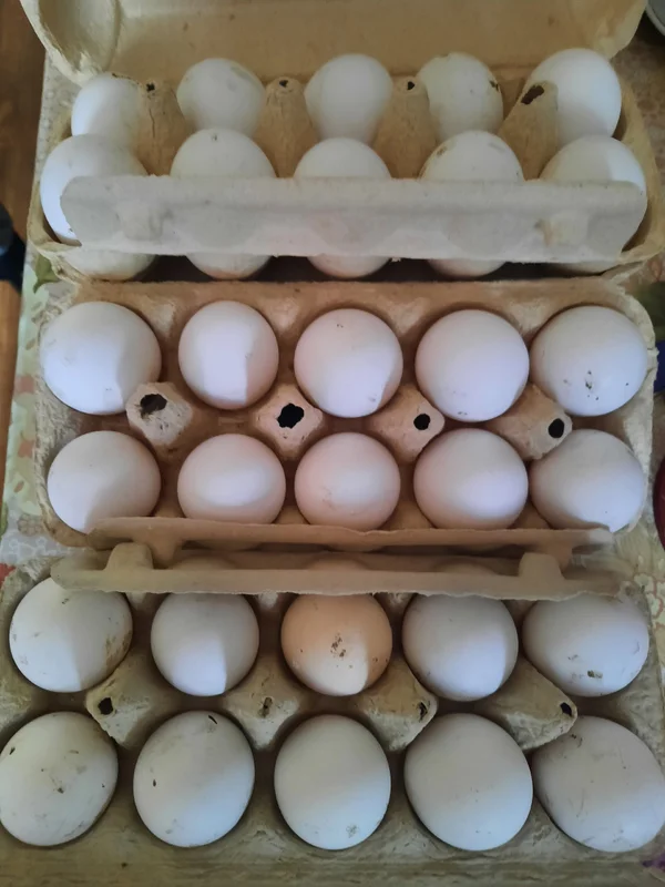 Яйца от домашних кур