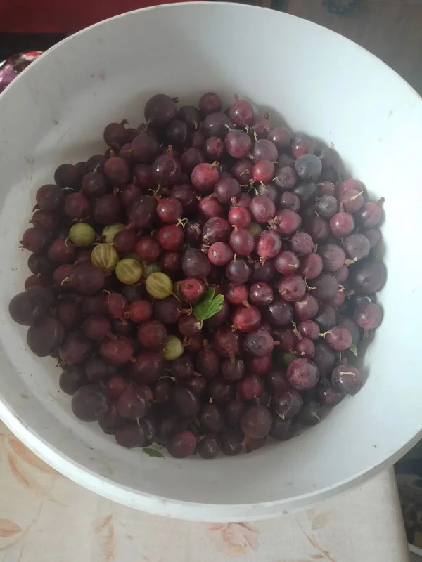 Красная смородина