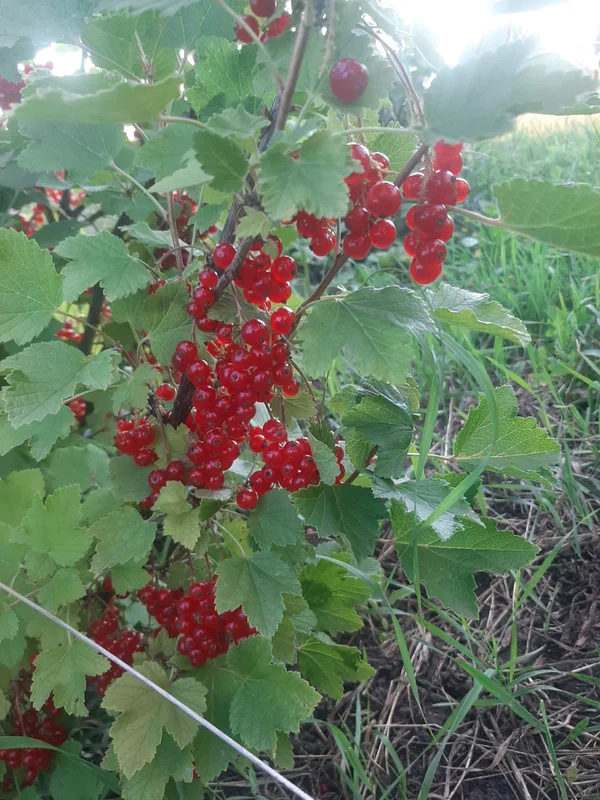 Смородина