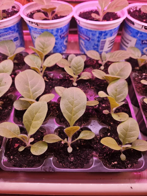 Ежевика свежезамороженная