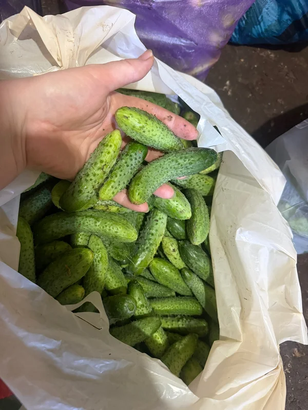 Маленькие огурчики для закрутки