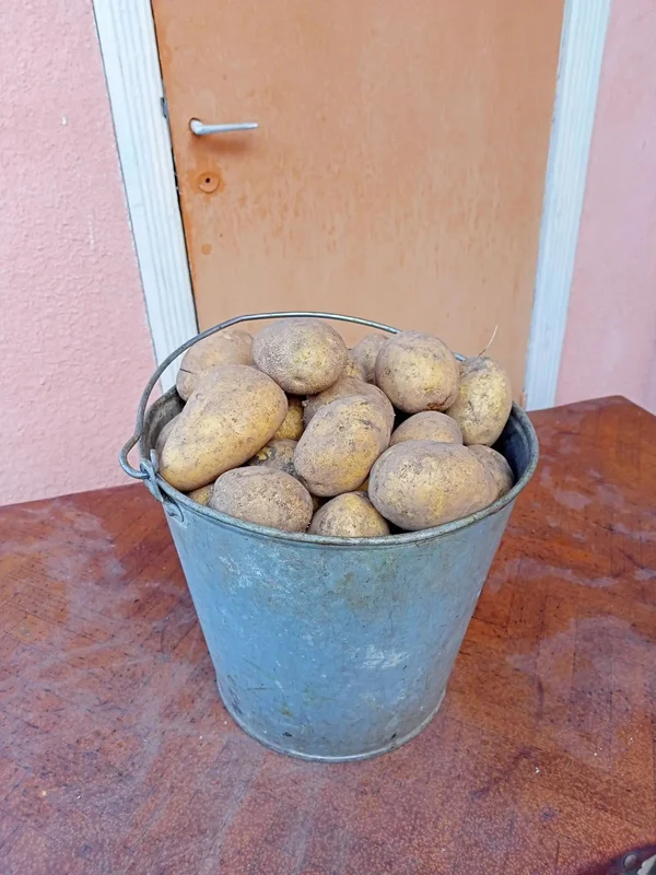 Картофель