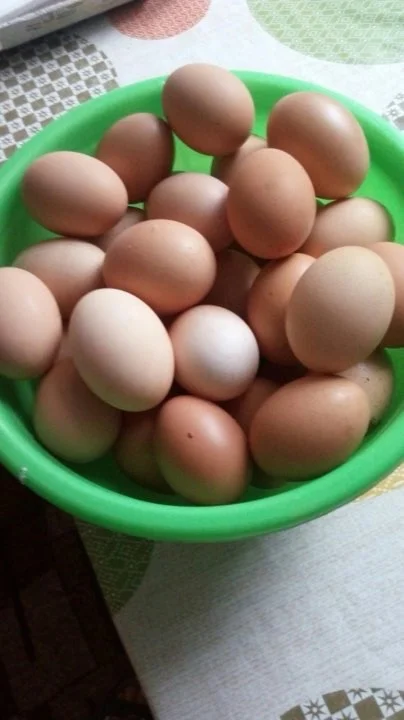 Яйца куриные домашние