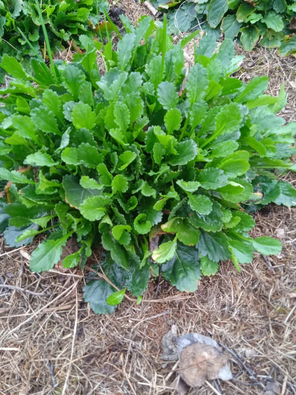 Куст ромашки