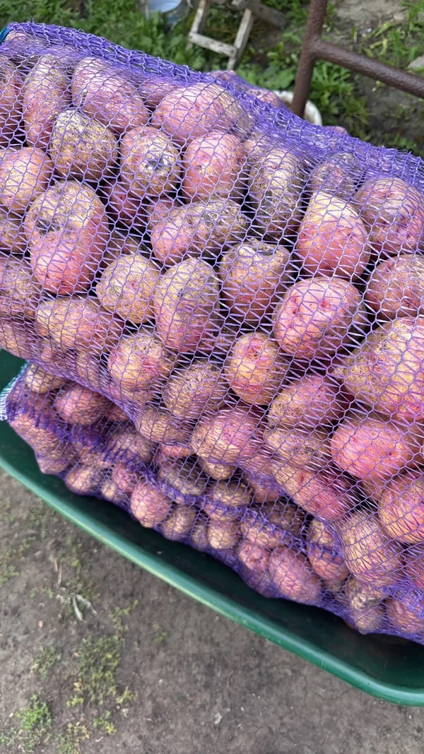 Картофель