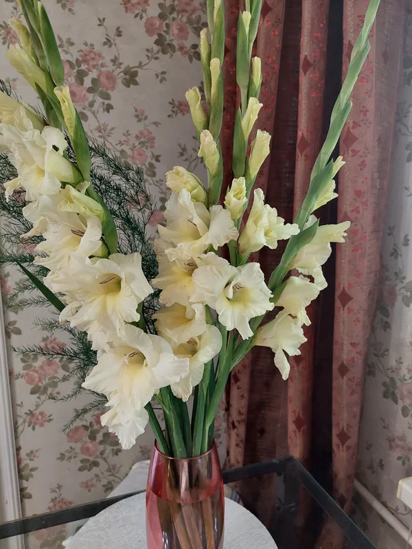 Букет из 5 гладиолусов с аспарагусом