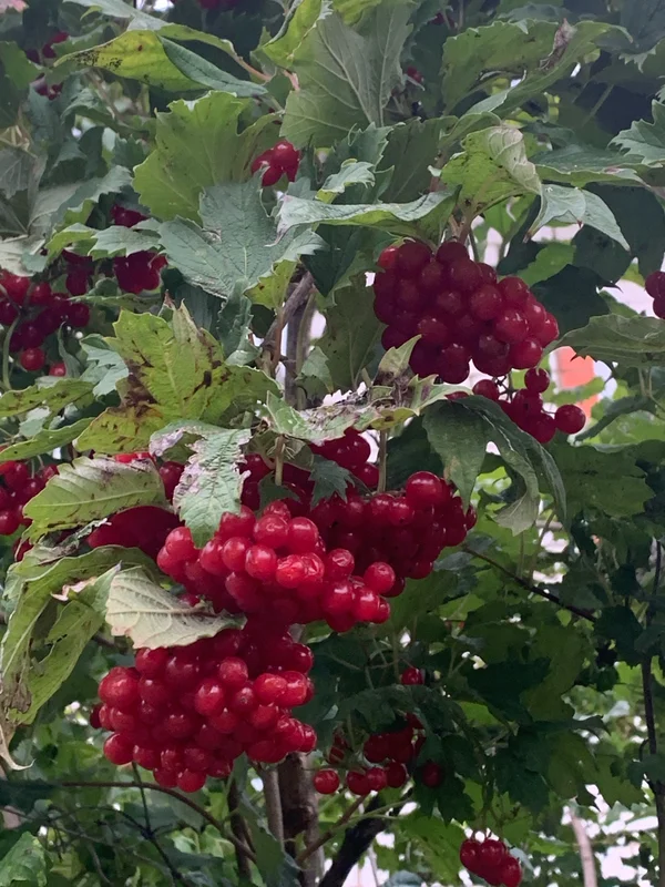 Калину