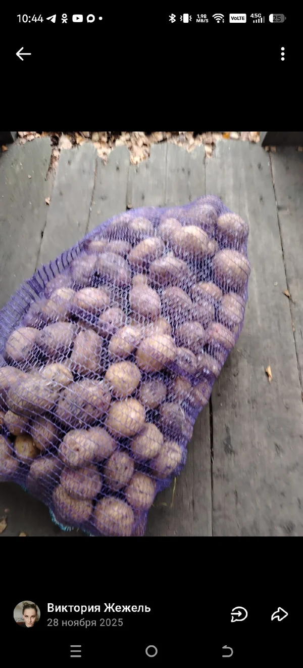 Картофель Жуковский