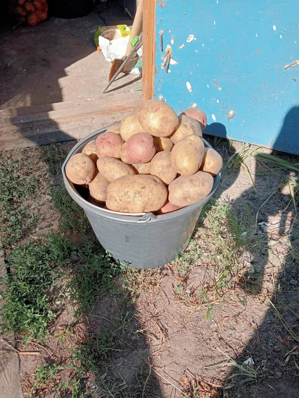 Картофель