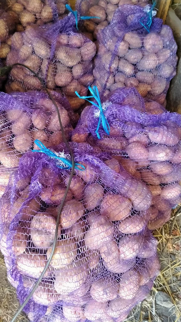 Картофель