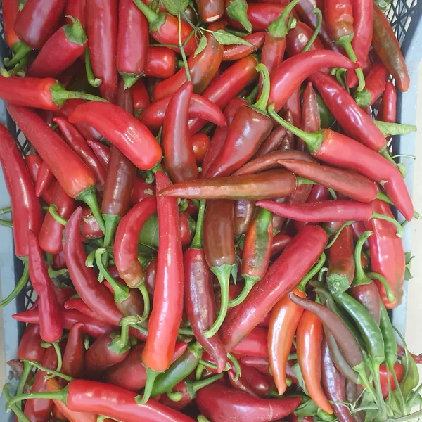 Перец горький