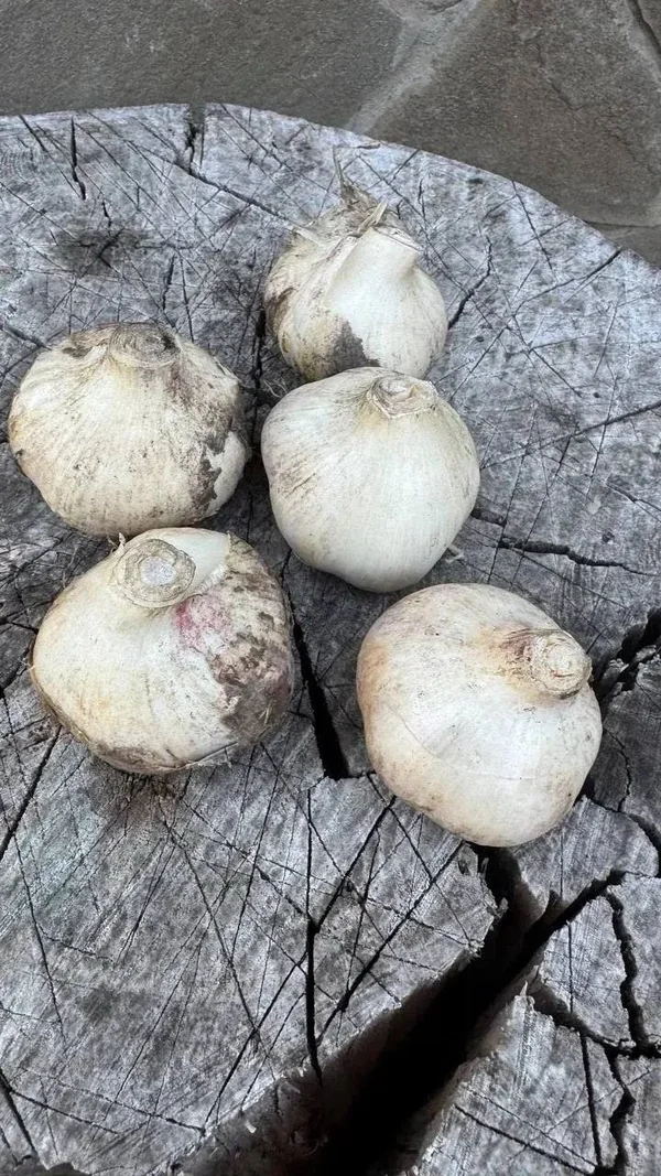 Чеснок домашний