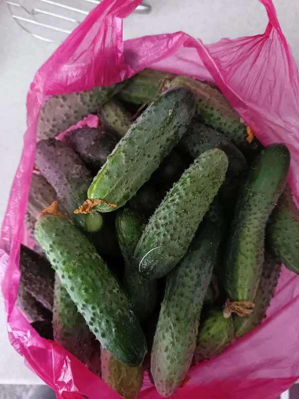 Огурцы домашние