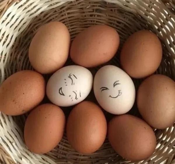 Яйца домашние