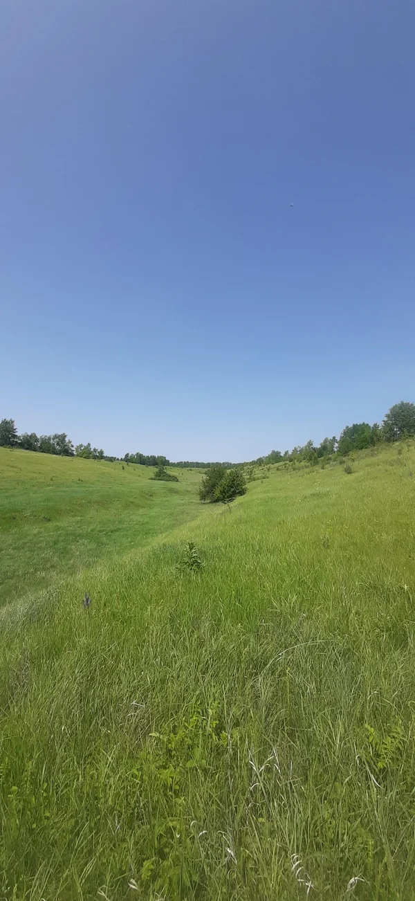 Чабрец
