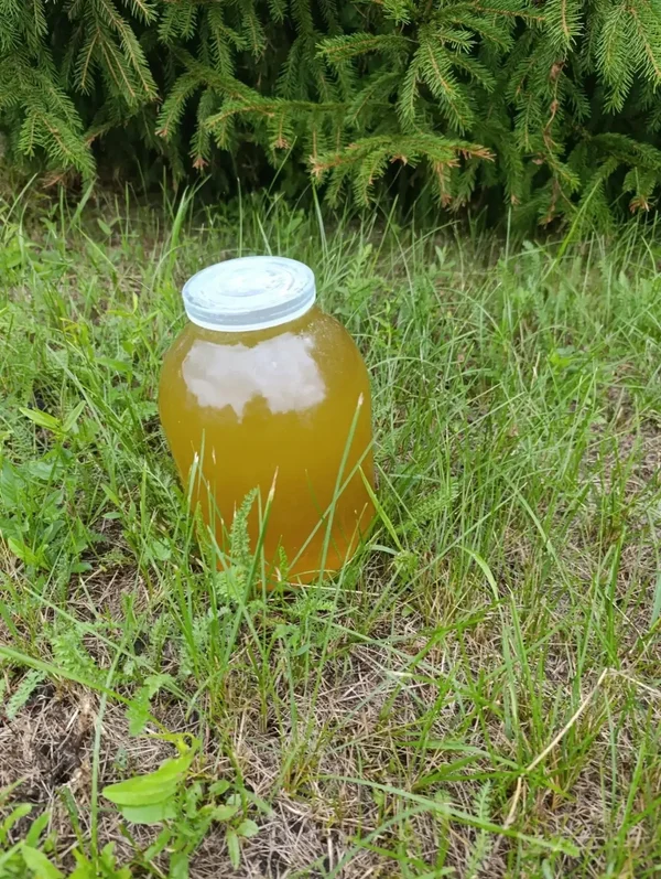 Липовый мёд