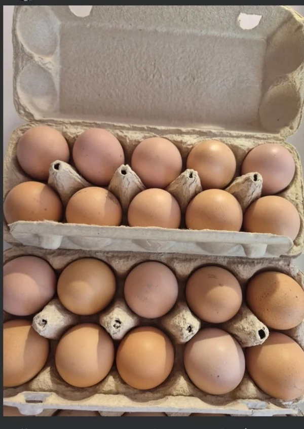 Яйцо куриное