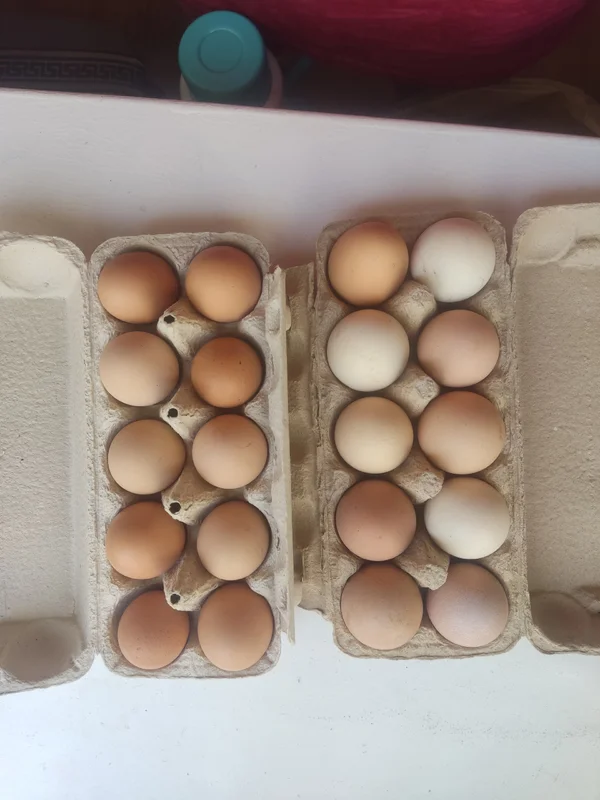 Домашние куриные яйца