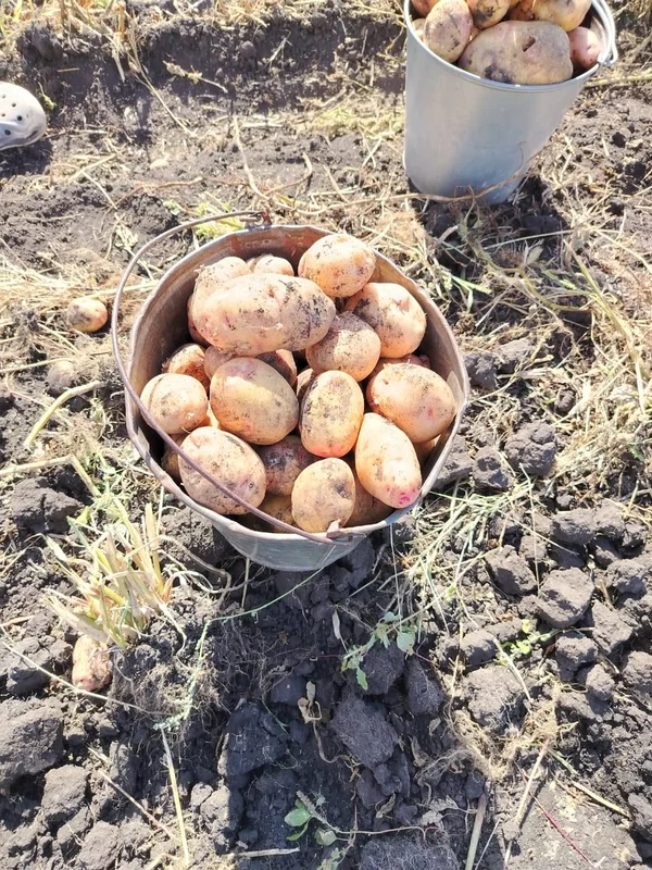 Картофель
