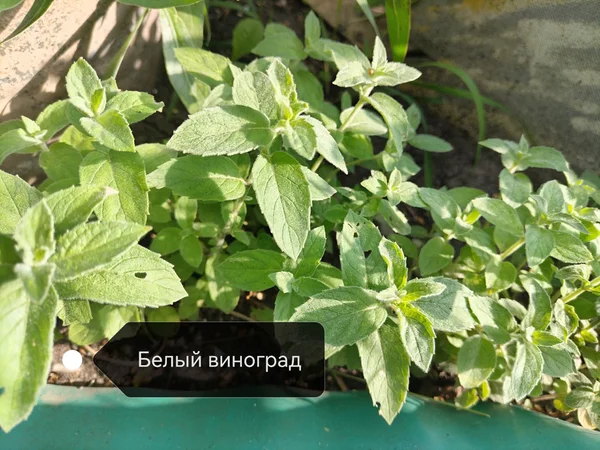 Сортовая мята
