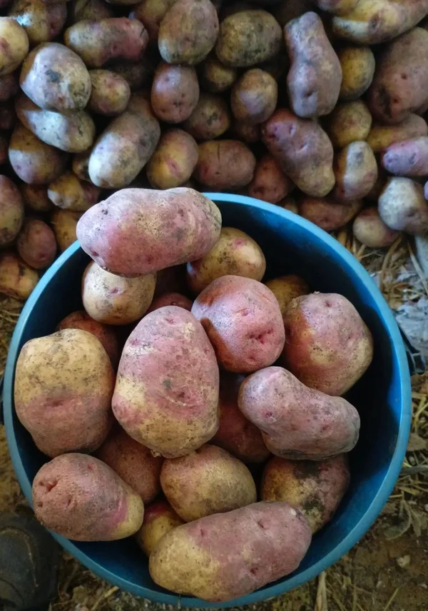 Картофель