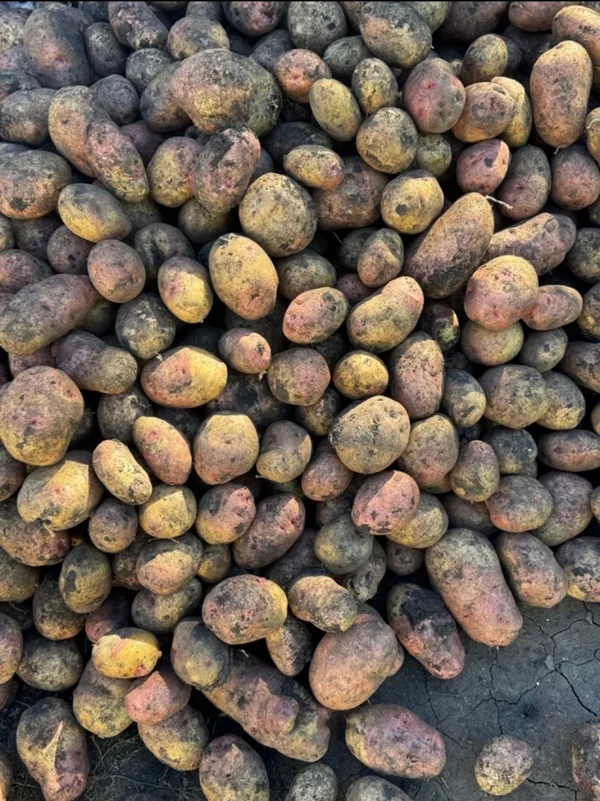 Картофель