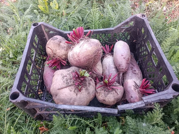 Свёкла