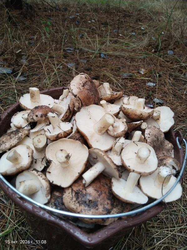 Рядовка сосновая (бело-коричневая)