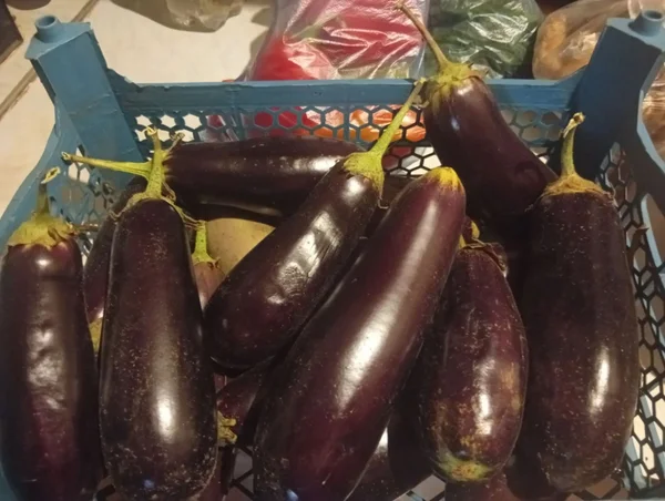 Баклажан